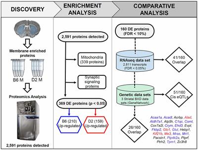 Comparison and Functional Genetic Analysis of Striatal Protein Expression Among Diverse Inbred Mouse Strains